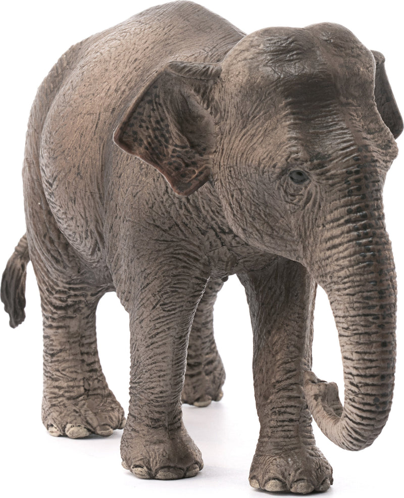 Asian Elephant, Female