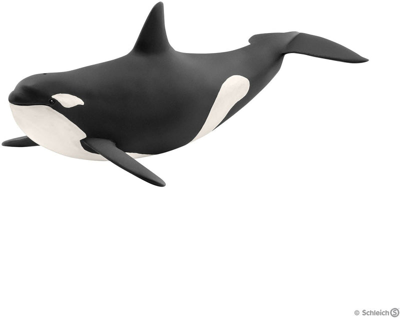 Killer Whale